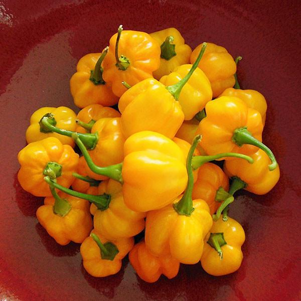 Scotch Bonnet Pepper, per lb (In store or curbside pickup only)