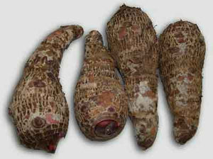 Yautia/Malanga, Blanca or Lilia, per pound (In store or curbside pickup only)