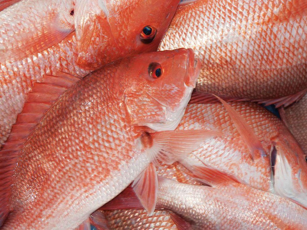 Red Snapper Fish, whole (In store or curbside pickup only)